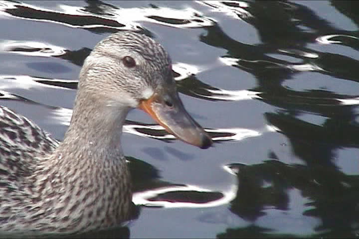 Very cute duck swimming in lake