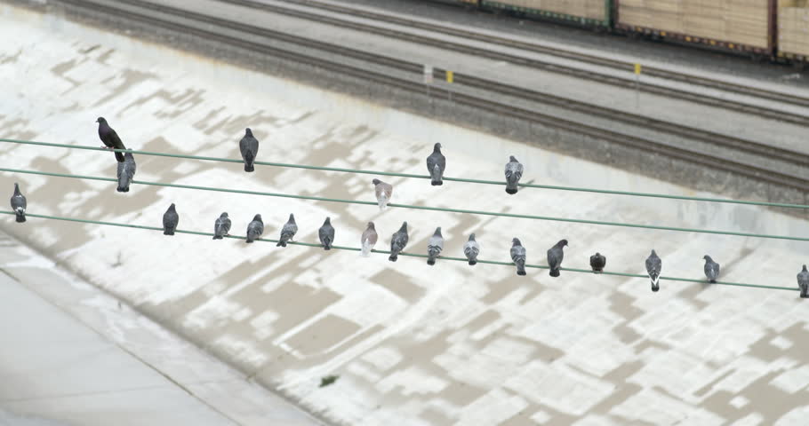 Pigeons land and sit on top of wires over the Los Angeles River.  They shuffle around and then fly up.  Early morning. Originally recorded in 4K DCI at 60fps.