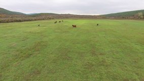 Aerial video of cows grazing on a meadow