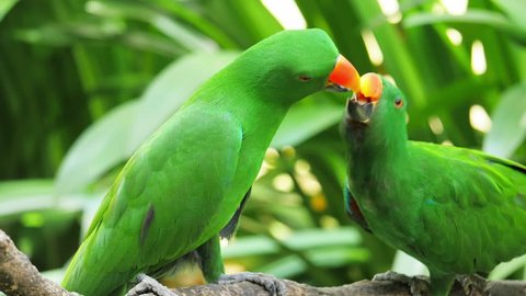 Green Eclectus parrot feeds grown baby on tree branch in natural environment