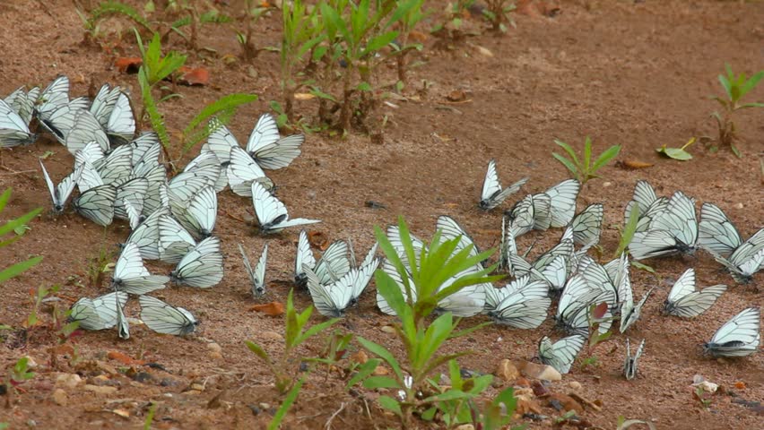 many white butterflies on sand - aporia crataegi