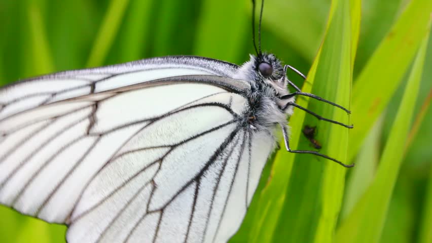 white butterfly on green leaf macro - aporia crataegi