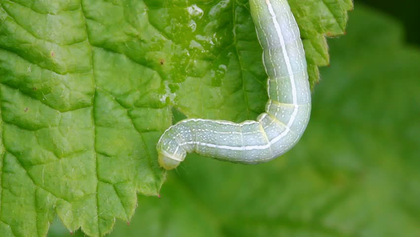 green caterpillar on grass macro
