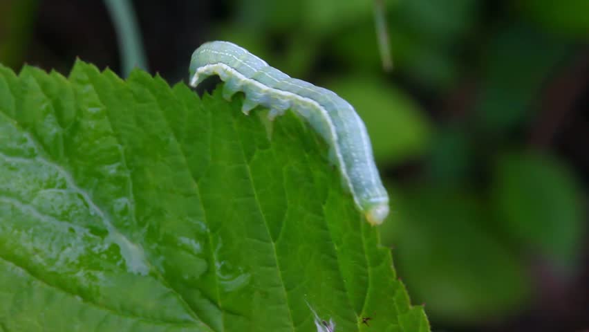 green caterpillar on grass macro