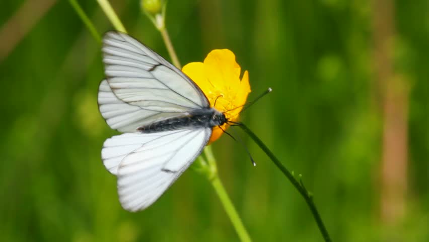 white butterfly on yellow flowers  - aporia crataegi