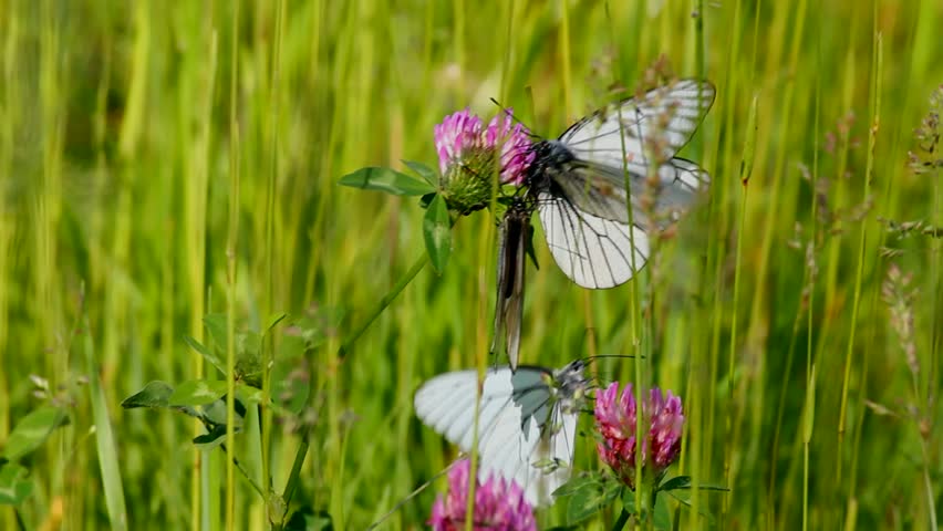 white butterfly on clover flowers  - aporia crataegi