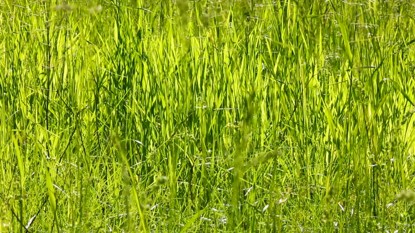 tall green grass background