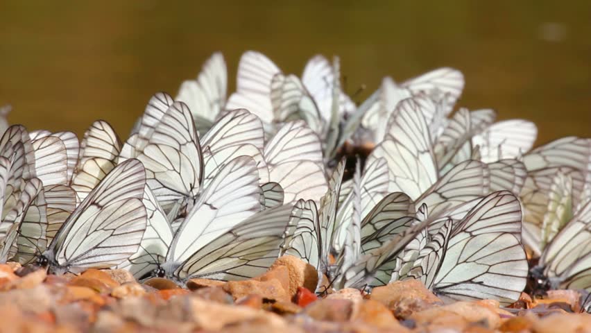 many white butterflies on river beach - aporia crataegi