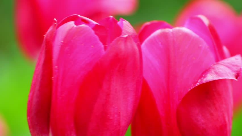 close-up view on bright red tulips