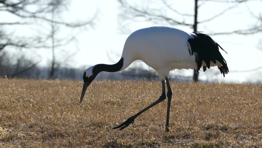 Natural monument of cranes _3
/ 2015 on December 20, and shot in Japan in Hokkaido /
Cranes of elegant appearance and refinement. Figure fly dynamic.