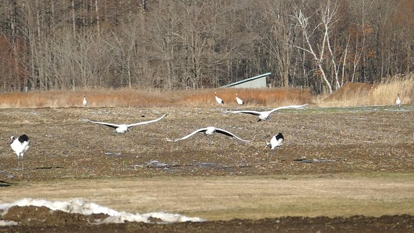 Super slow motion shooting of cranes _3
/ 2015 on December 20, and shot in Japan in Hokkaido /
Graceful movements are taken at high speed of gills. Natural monument of Japan