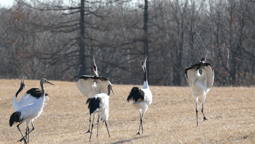 Five Cranes Flying in Formation image - Free stock photo - Public ...