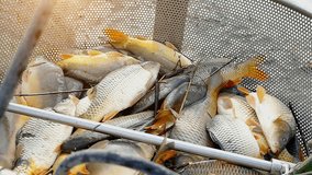 Harvesting and transport of fish using mechanical arm with a bucket in slow motion, Harvesting Fish in Fish Farm, Slow Motion Video Clip