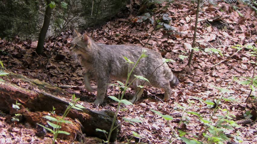 4K footage of a Wildcat (Felis silvestris) in the Bayerischer Wald National Park in Bavaria, Germany. The wildcat is a small cat found throughout most of Africa, Europe and Asia.