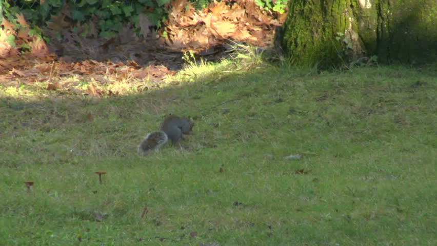 A grey squirrel eating a nut