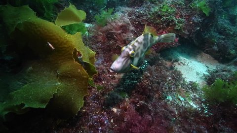 Curious leatherjacket fish underwater at Poor Knights Islands marine reserve, New Zealand 