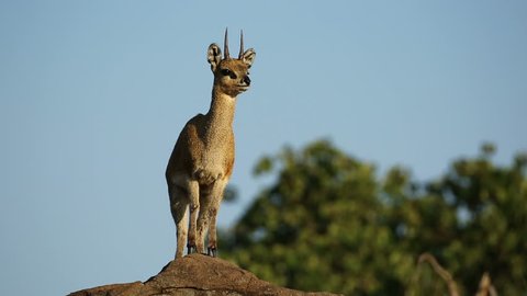 A small klipspringer antelope (Oreotragus oreotragus) on a rock, Kruger National Park, South Africa
