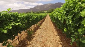 Landscape of a lush vineyard against a backdrop of mountains, Western Cape, South Africa