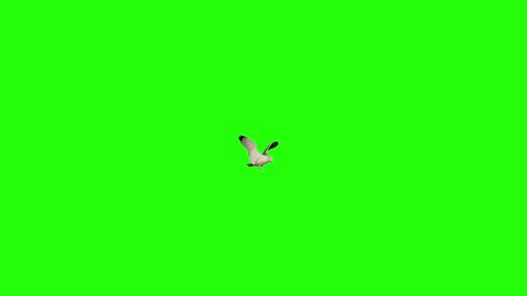 Ultra slow motion of a sea gull landing in the middle of frame and flying away. Shot 100 fps with red dragon camera. Version 2