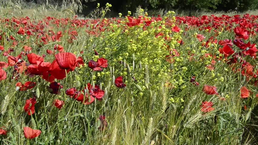 poppies yellow flowers mountains Stock Footage Video (100% Royalty-free ...