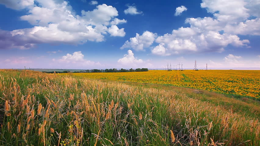  Summer  Landscape  Field  of Stock Footage Video 100 