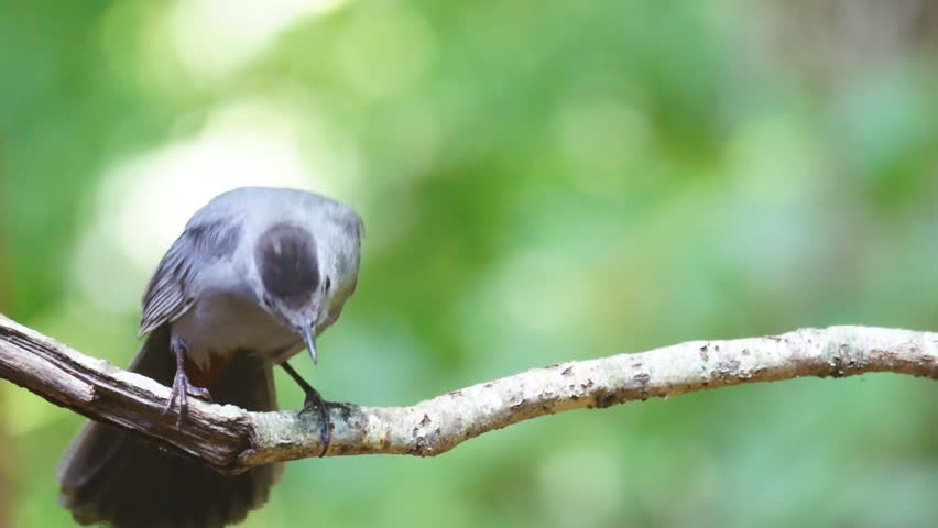 Gray Catbird (Dumetella carolinensis) is a songbird of North America.