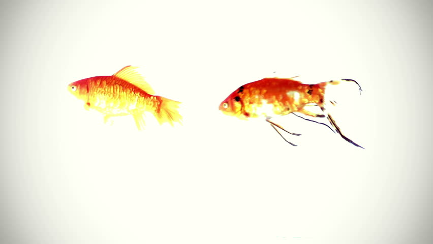 two gold fish on white background