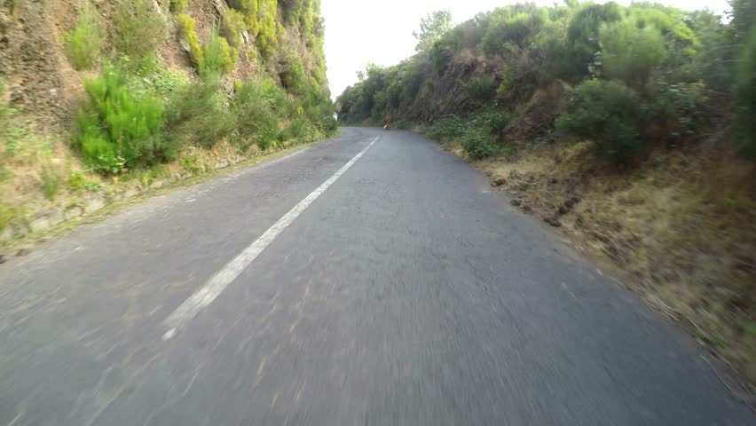 Cow on a highway. POV video footage. Madeira, Island of Portugal