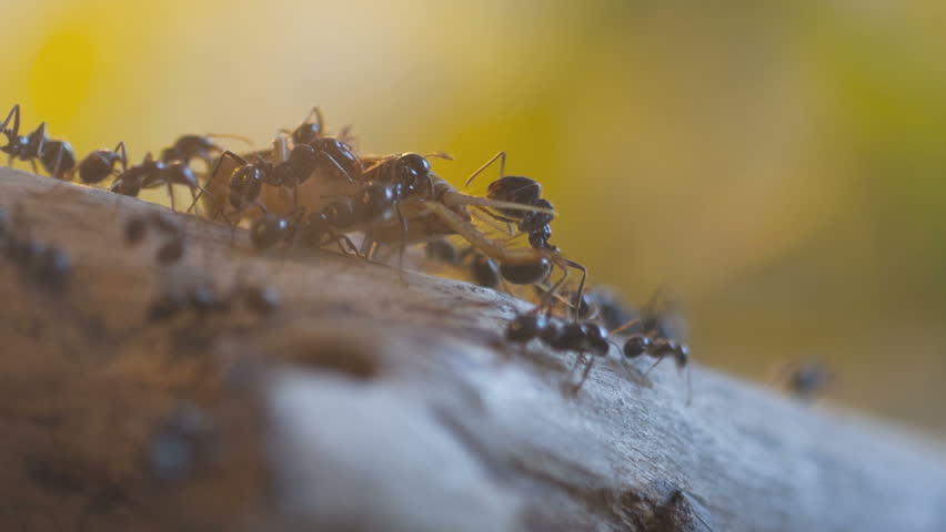 Ants (Messor Barbarus) at hunting in Timelapse