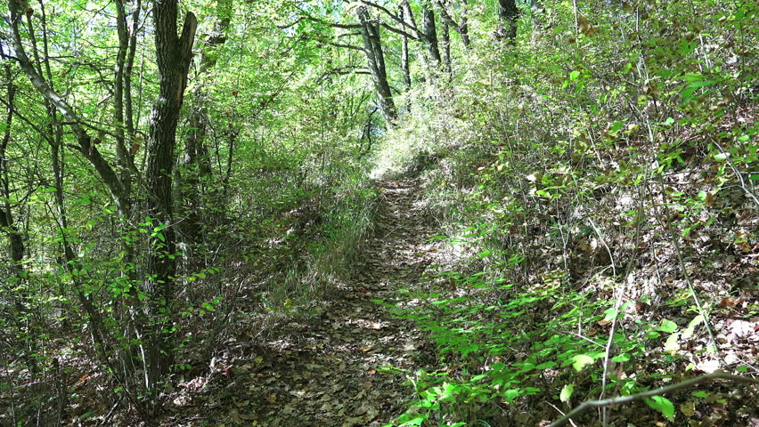 Mountain biking on Forest Race Trail single-track