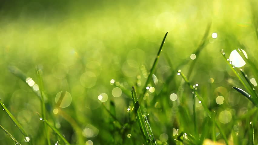 Green Grass and Drops of Stock Footage Video (100% Royalty-free ...