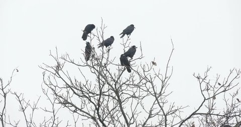 Silhouette of a big crow on the tree branch