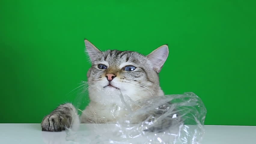 Funny Cat Sitting at the Stock Footage Video (100 Royalty