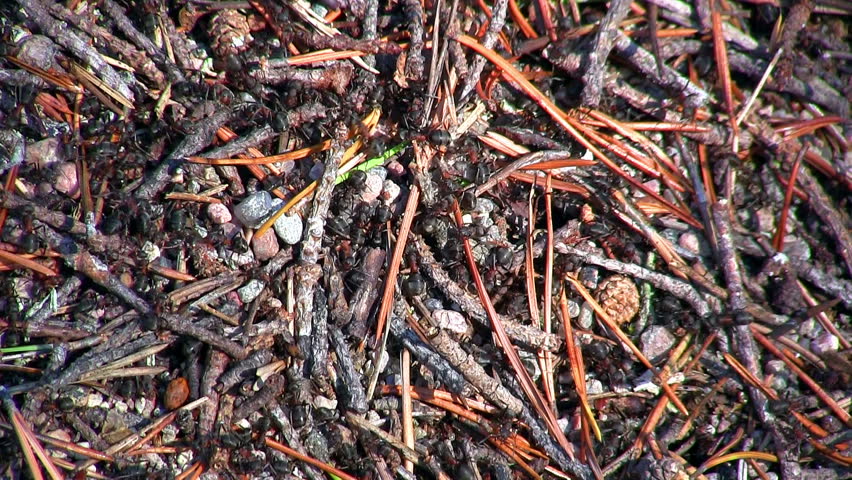 ants and anthill, close-up