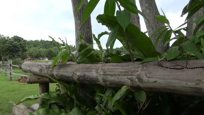 Tropical Lake Scenery. Dolly and pan from left to right across some decorated timber surrounding some small trees viewing a island dotted lake in the background. 