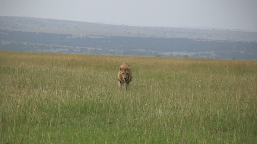 Lion encounters a hyena in the savannah