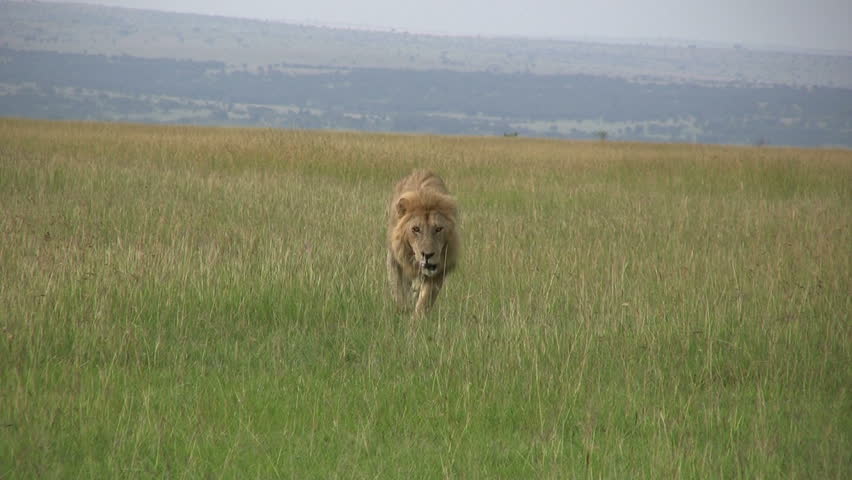 Lion walking in the savannah
