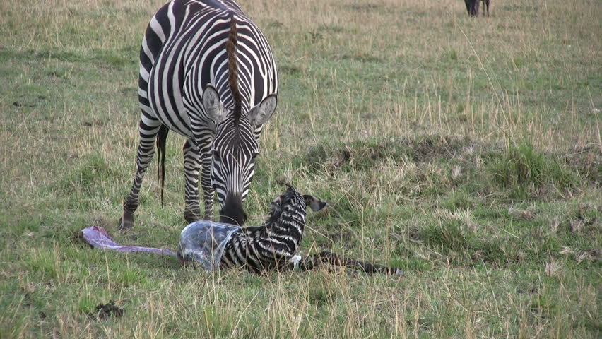 A newbord zebra makes his first attempt to stand