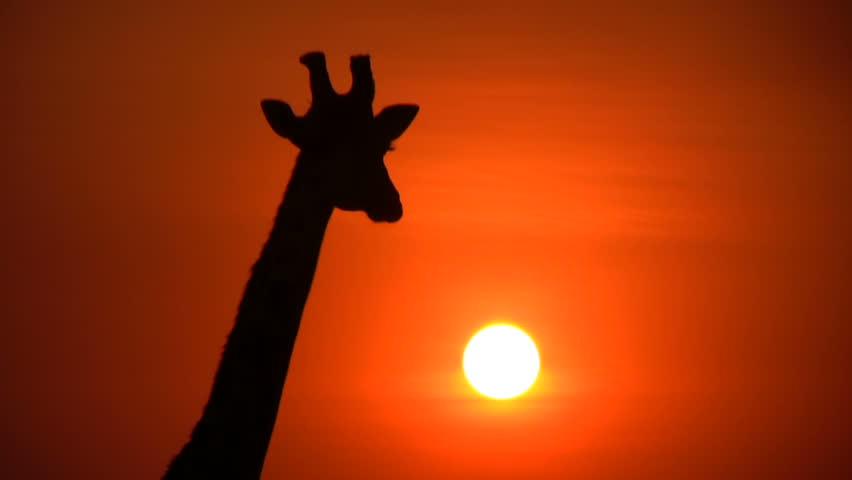 A giraffe silhouette against the sunset