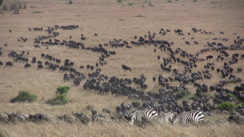 A large herd of wildebeest crosses the savanna.