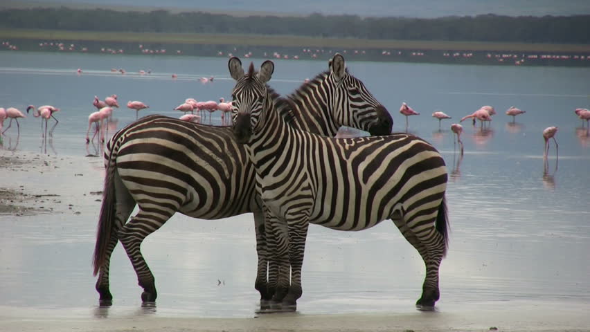 Two zebras and a herd of flamingos at the shore of a lake