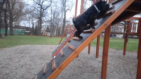 Black dog ride children's slide