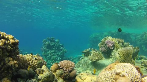 Beautiful Corals Coral Pyramid On Sea Stock Footage Video (100% Royalty ...