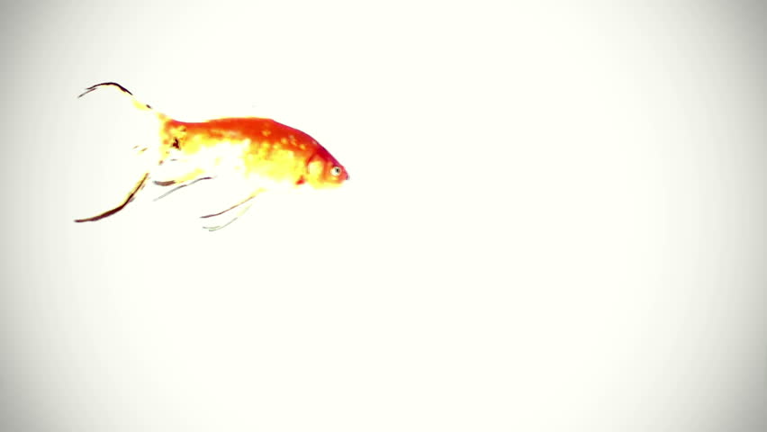 one goldfish swimming against white background