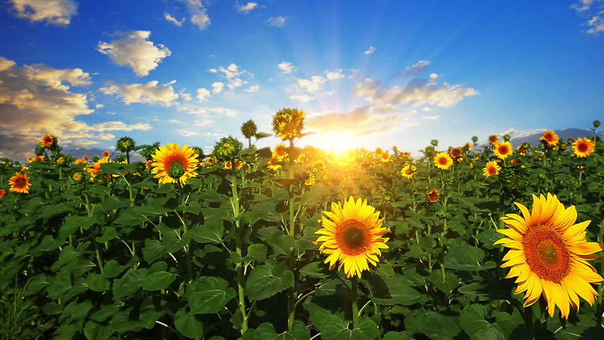 flowering sunflowers on a background sunset Royalty-Free Stock Footage #1357942