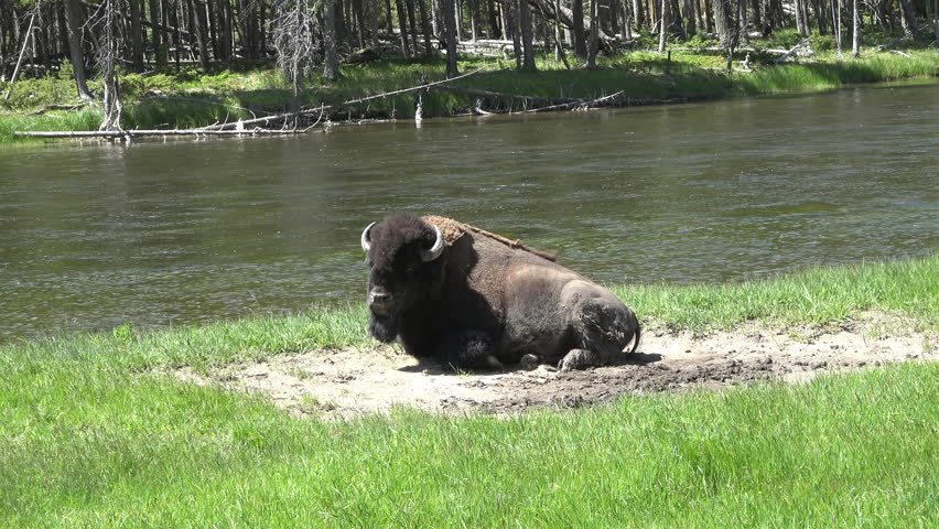 Wildlife bull Bison resting along beautiful Yellowstone River 4K. Herd in National Park is oldest and largest bison herd in the United States. Once numbered between 25 million and 60 million in USA.