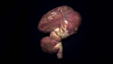 A interesting time-lapse of a science experiment where a lamb brain is completely engulfed by maggots