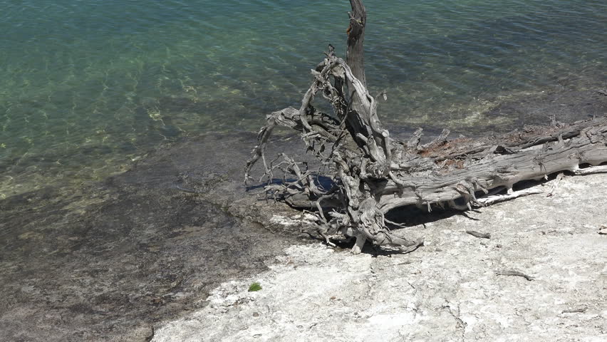 Yellowstone Lake dead tree roots stump 4K. National Park