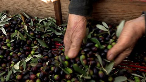 Farmers choosing olives to produce olive oil
