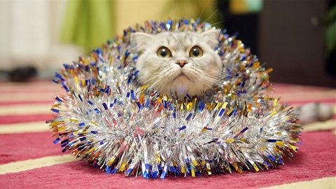 Cat is wrapped in Christmas tinsel.  Cat is preparing for the New Year.